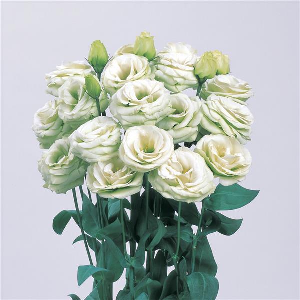 Rosita 3 Green Cut Flower Lisianthus - Bloom