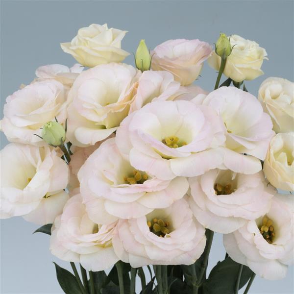 Rosita 3 Champagne Cut Flower Lisianthus - Bloom