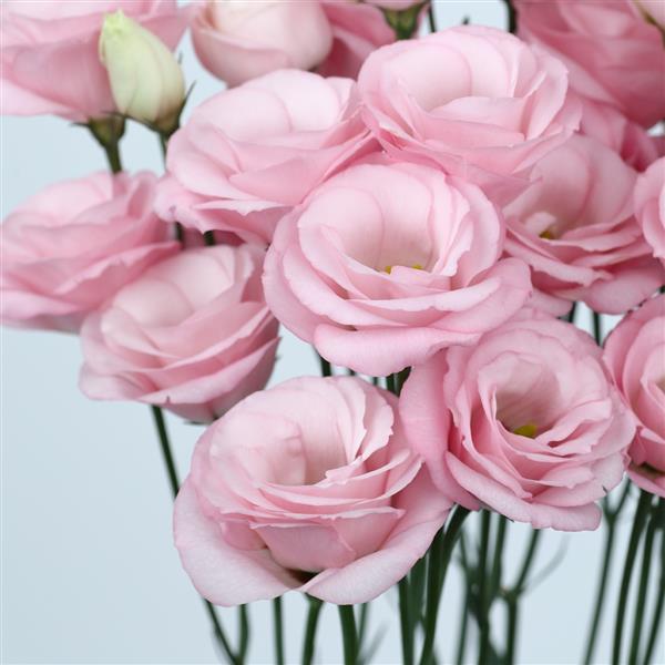 Rosita 1 Light Pink Cut Flower Lisianthus - Bloom