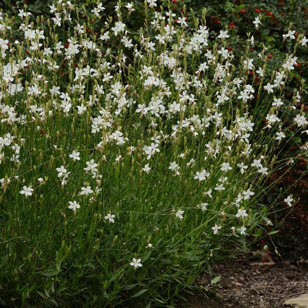 Gaura lindheimeri Belleza® White - Garden