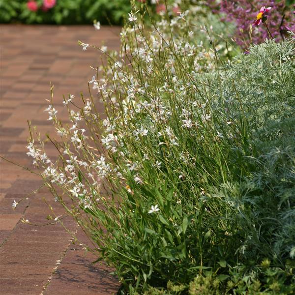 Gaura lindheimeri Belleza® White - Landscape