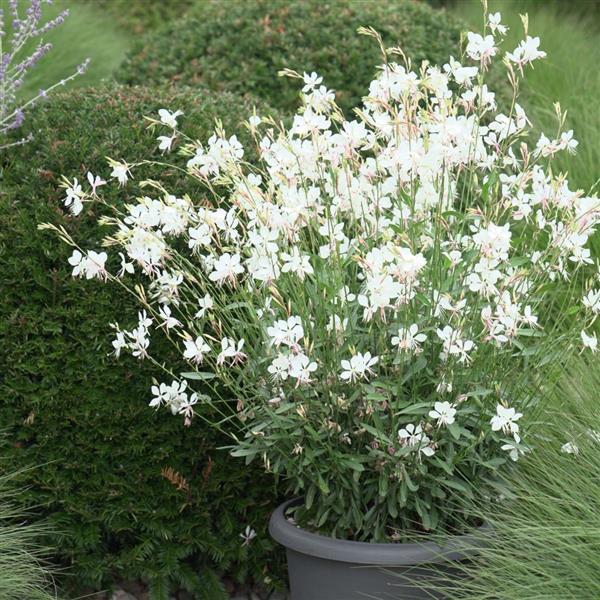 Gaura lindheimeri Belleza® Early White - Container