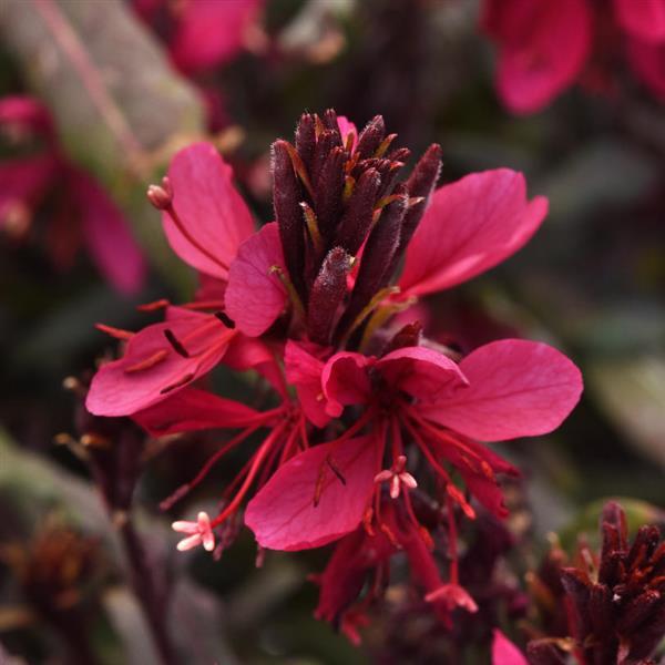 Gaura lindheimeri Belleza® Dark Pink - Bloom