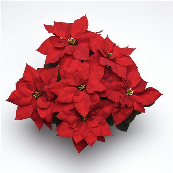 Christmas Bells® Poinsettia - Bloom