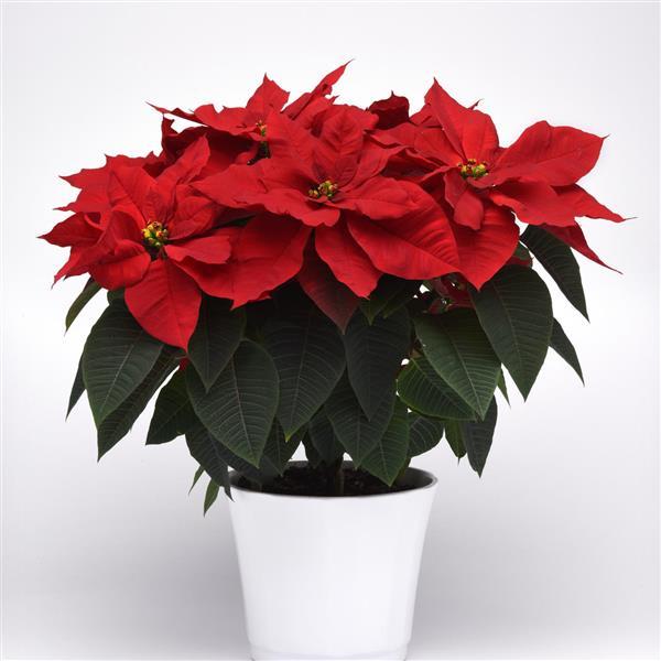 Christmas Bells® Poinsettia - Container