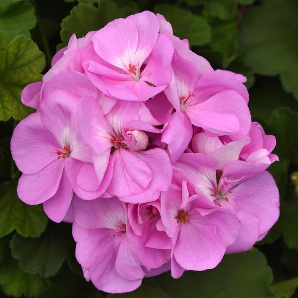 Sunrise™ Lavender Zonal Geranium - Bloom