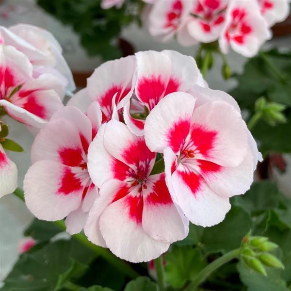 Sunrise™ White+Zest Zonal Geranium - Bloom