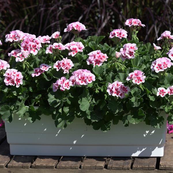 Sunrise™ White+Zest Zonal Geranium - Container