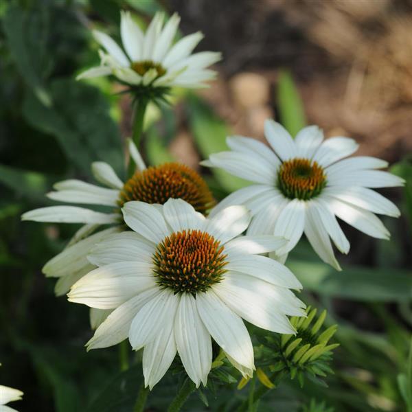 Echinacea PowWow® White - Bloom