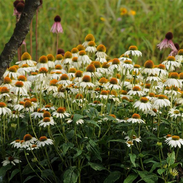 White 2024 Echinacea