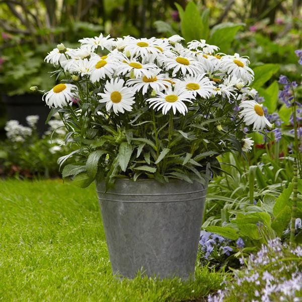 Leucanthemum White Lion - Container