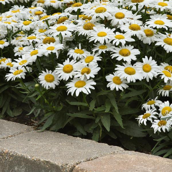 Leucanthemum White Lion - Landscape