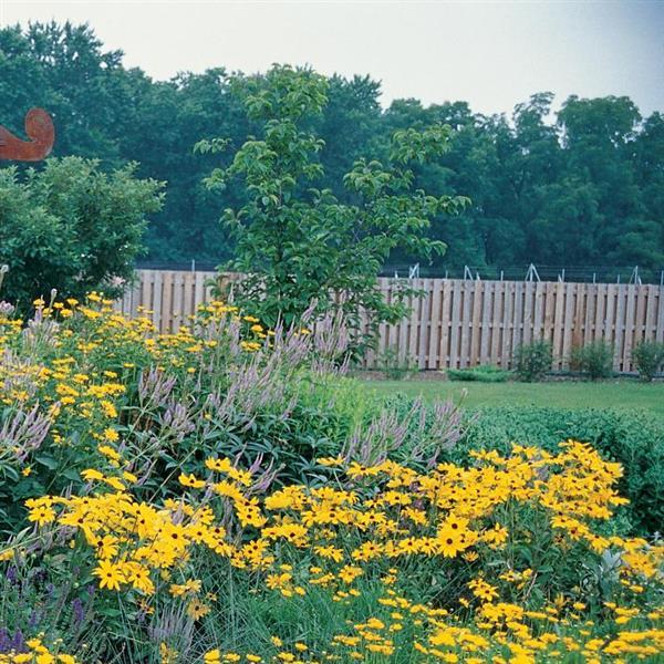 Rudbeckia Goldsturm - Commercial Landscape 1