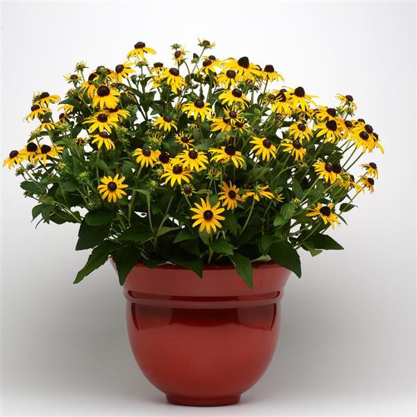 Rudbeckia Goldsturm - Container