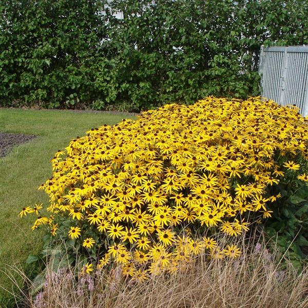 Rudbeckia Goldsturm - Landscape