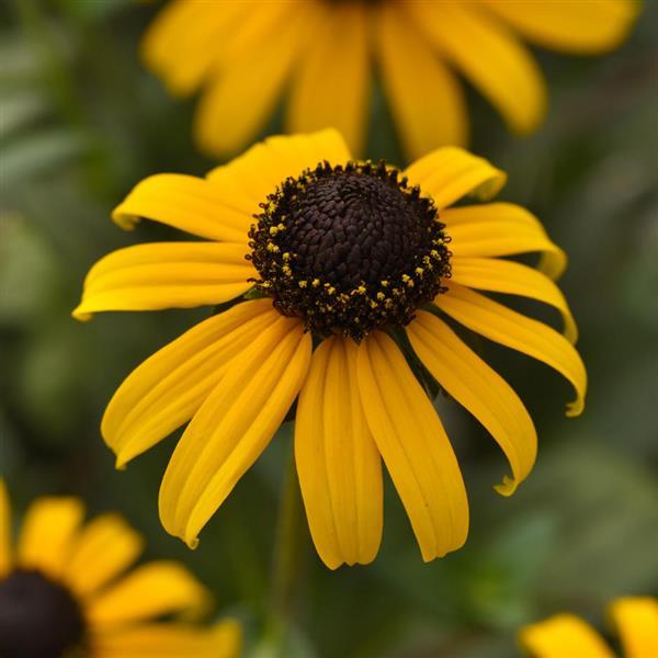 Rudbeckia Goldblitz - Bloom