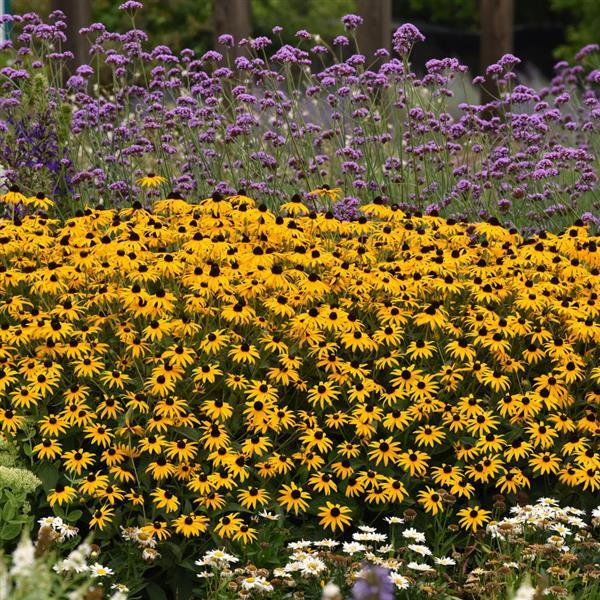 Rudbeckia Goldblitz - Commercial Landscape 1