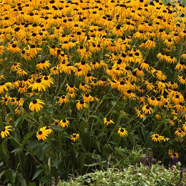 Rudbeckia Goldblitz - Landscape