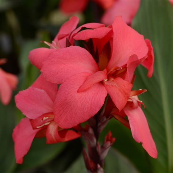 Cannova® Rose Canna - Bloom