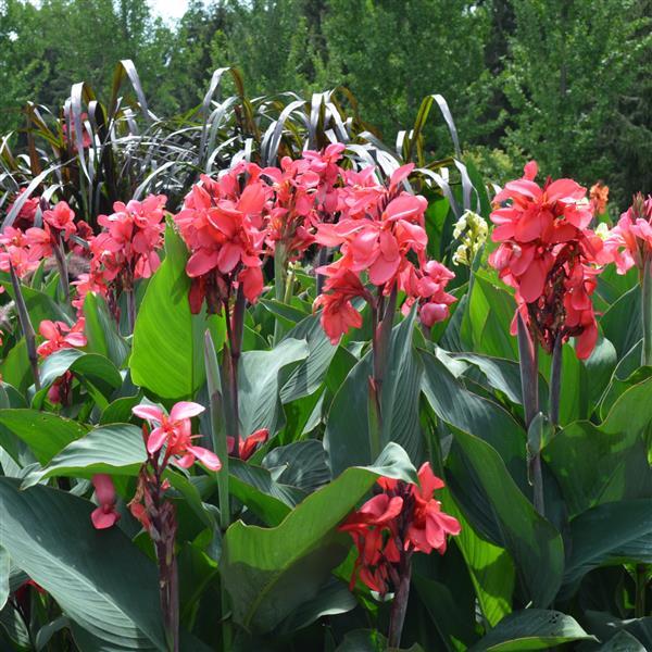 Cannova® Rose Canna - Greenhouse