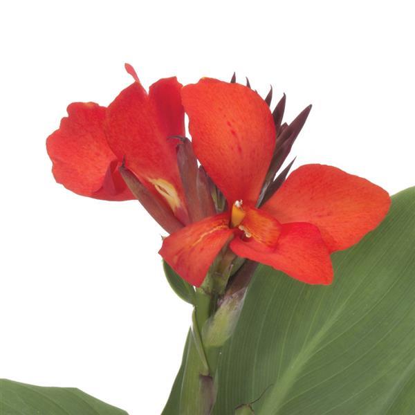 Cannova® Scarlet Canna - Bloom