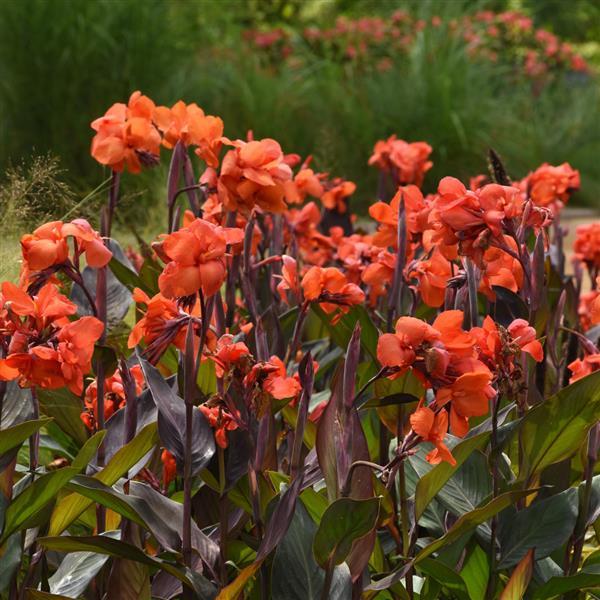 Cannova® Bronze Orange Canna - Landscape