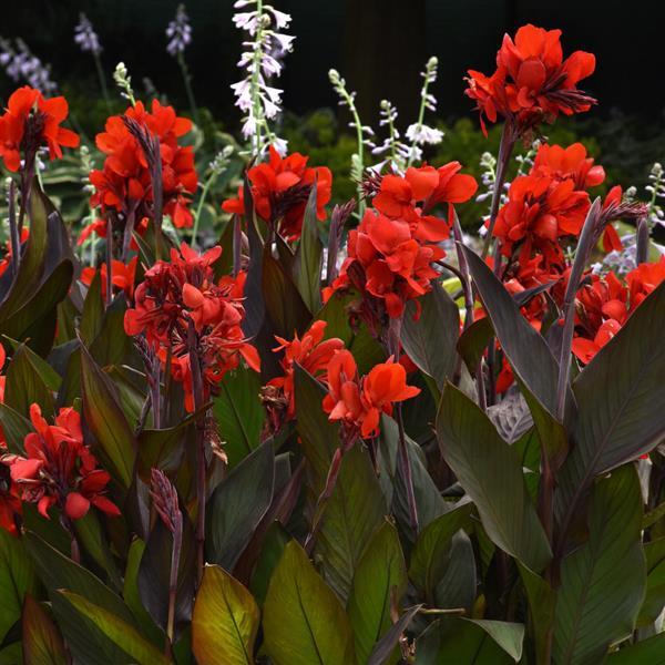 Cannova® Bronze Scarlet Canna - Landscape