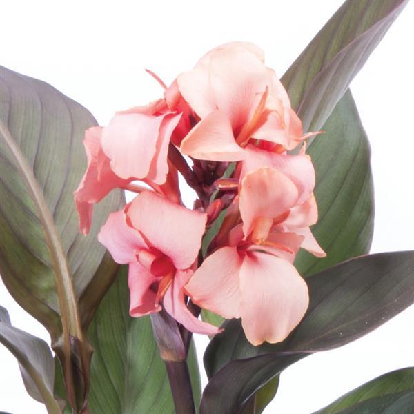 Cannova® Bronze Peach Canna - Bloom