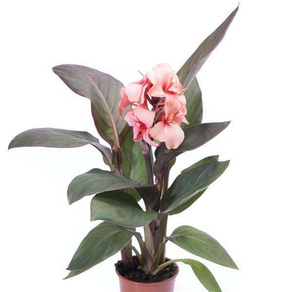 Cannova® Bronze Peach Canna - Container