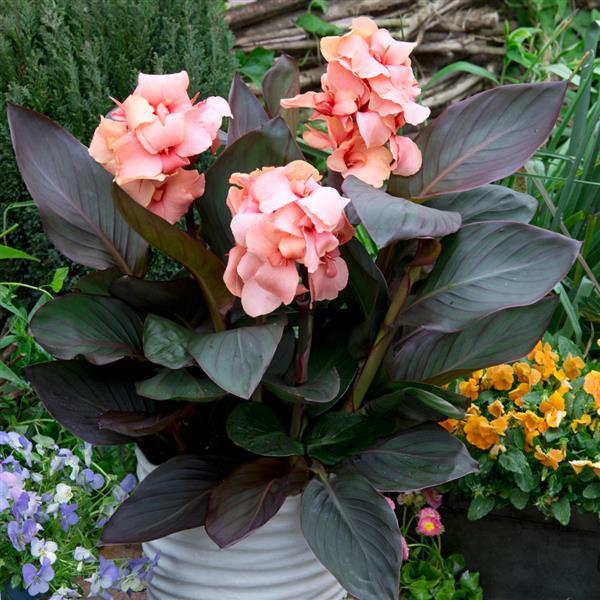 Cannova® Casa Bronze Peach Canna - Container