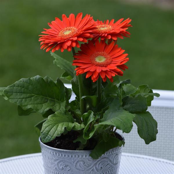 Revolution™ Orange with Light Eye Gerbera - Container