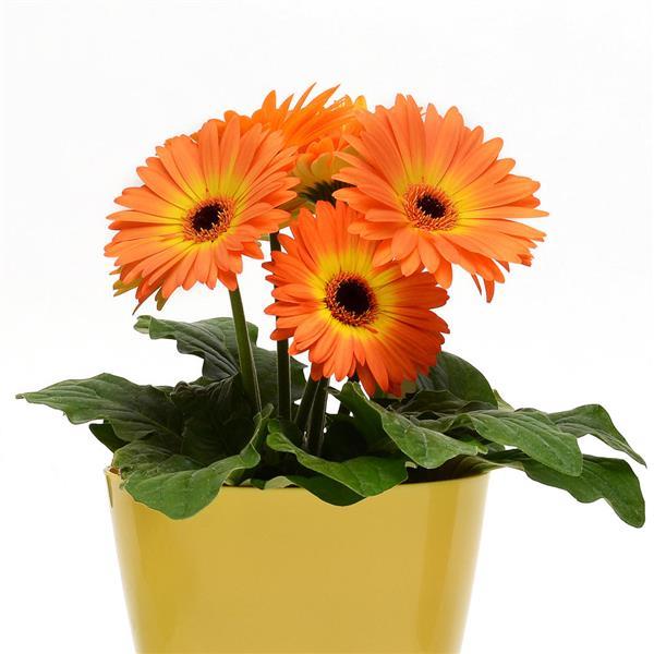 Revolution™ Bicolor Yellow Orange Gerbera - Container