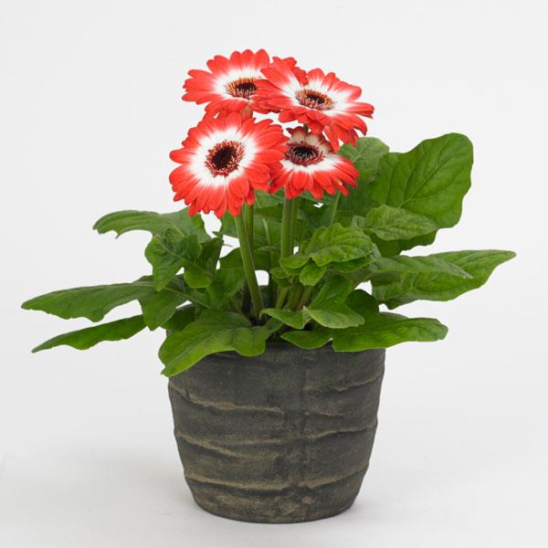 Revolution™ Bicolor Red White Gerbera - Container