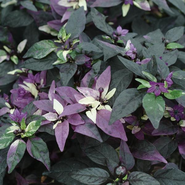 Purple Flash Ornamental Pepper - Bloom