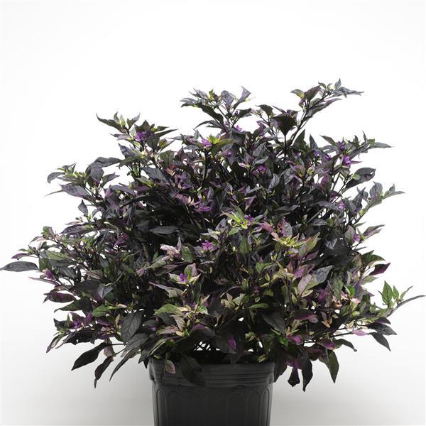 Purple Flash Ornamental Pepper - Container