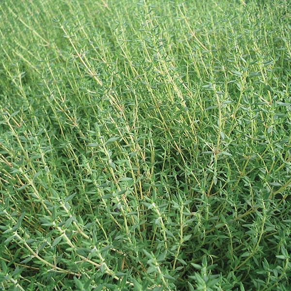 Thymus citriodorus Orange - Bloom