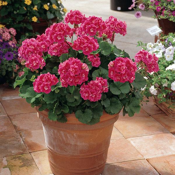 Fantasia® Strawberry Sizzle Zonal Geranium - Container