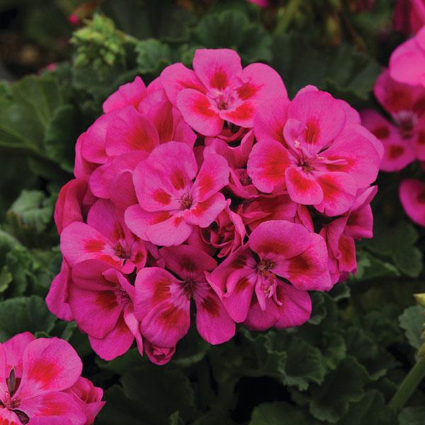 Fantasia® Purple Sizzle Zonal Geranium - Bloom