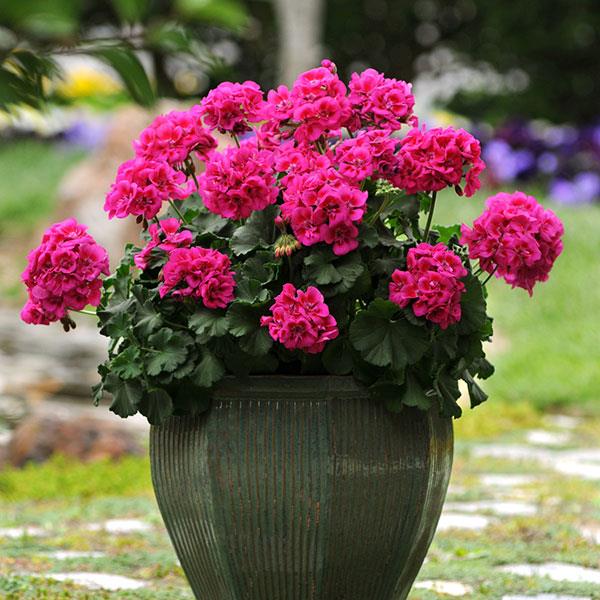 Fantasia® Purple Sizzle Zonal Geranium - Container