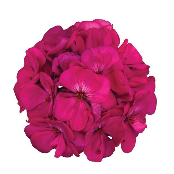 Galaxy™ Purple Zonal Geranium - Bloom