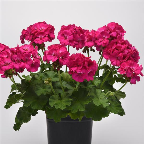 Galaxy™ Purple Zonal Geranium - Container