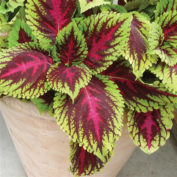 Kong® Rose Coleus, Premium Shade - Bloom