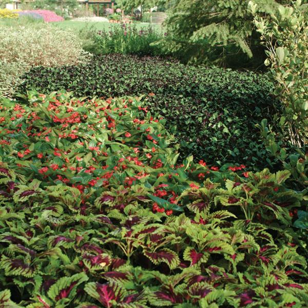 Kong® Rose Coleus, Premium Shade - Commercial Landscape 2