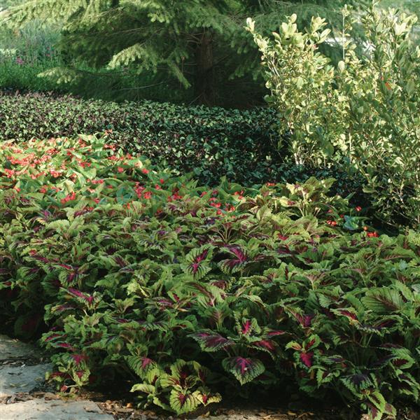 Kong® Rose Coleus, Premium Shade - Landscape