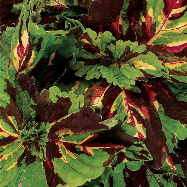 Kong® Mosaic Coleus, Premium Shade - Bloom