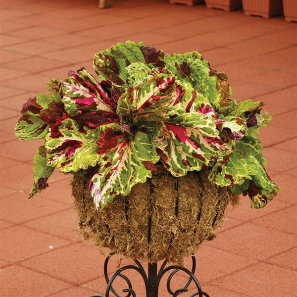 Kong® Mosaic Coleus, Premium Shade - Container