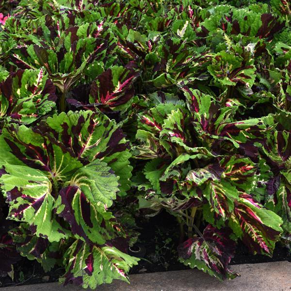 Kong® Mosaic Coleus, Premium Shade - Landscape