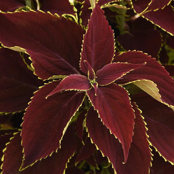 Ruby Heart Coleus, Premium Sun - Bloom