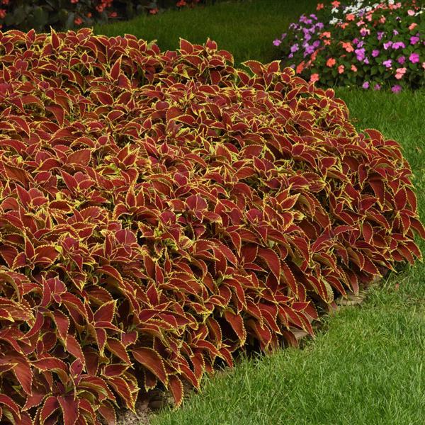 Ruby Heart Coleus, Premium Sun - Commercial Landscape 2