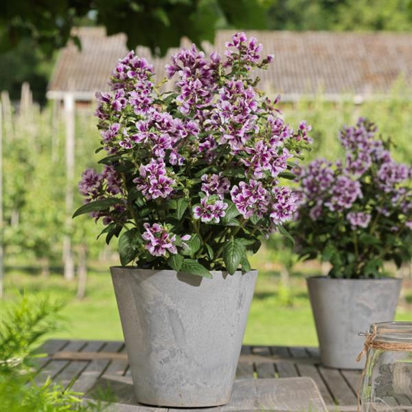 Sweet Talk™ Lavender Splash Cuphea - Container